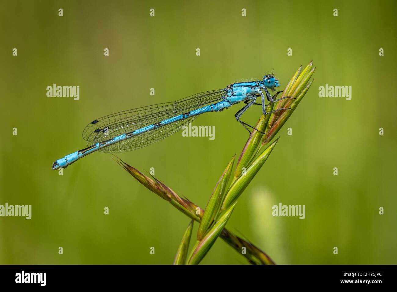 A closeup of a blue dragonfly on an Elytrigia stipifolia Stock Photo