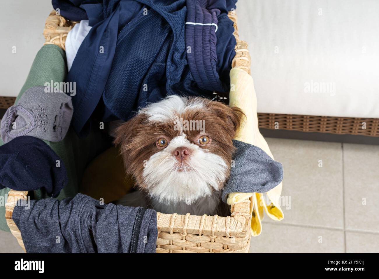 Floral Shih Tzu Quilted Laundry Basket NCU0NXD751