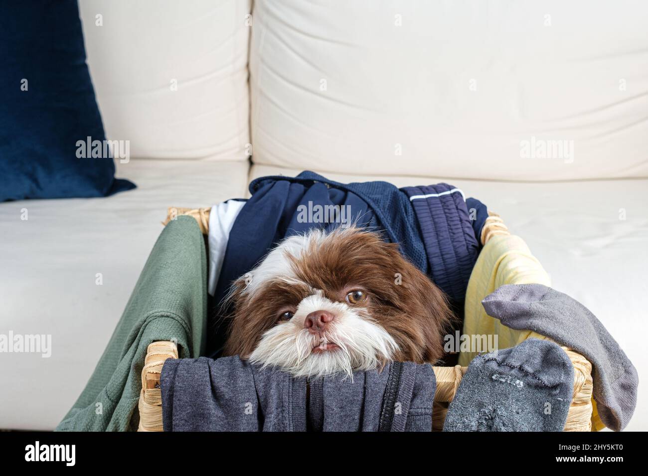 Shih tzu puppy waking up inside a laundry basket and staring at the camera side view. Stock Photo