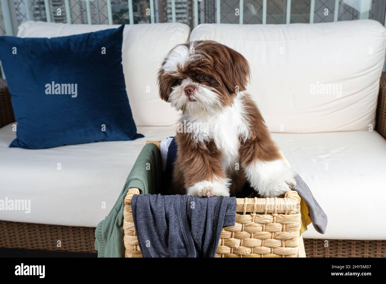 Shih tzu puppy coming out of a laundry basket and looking down. Stock Photo