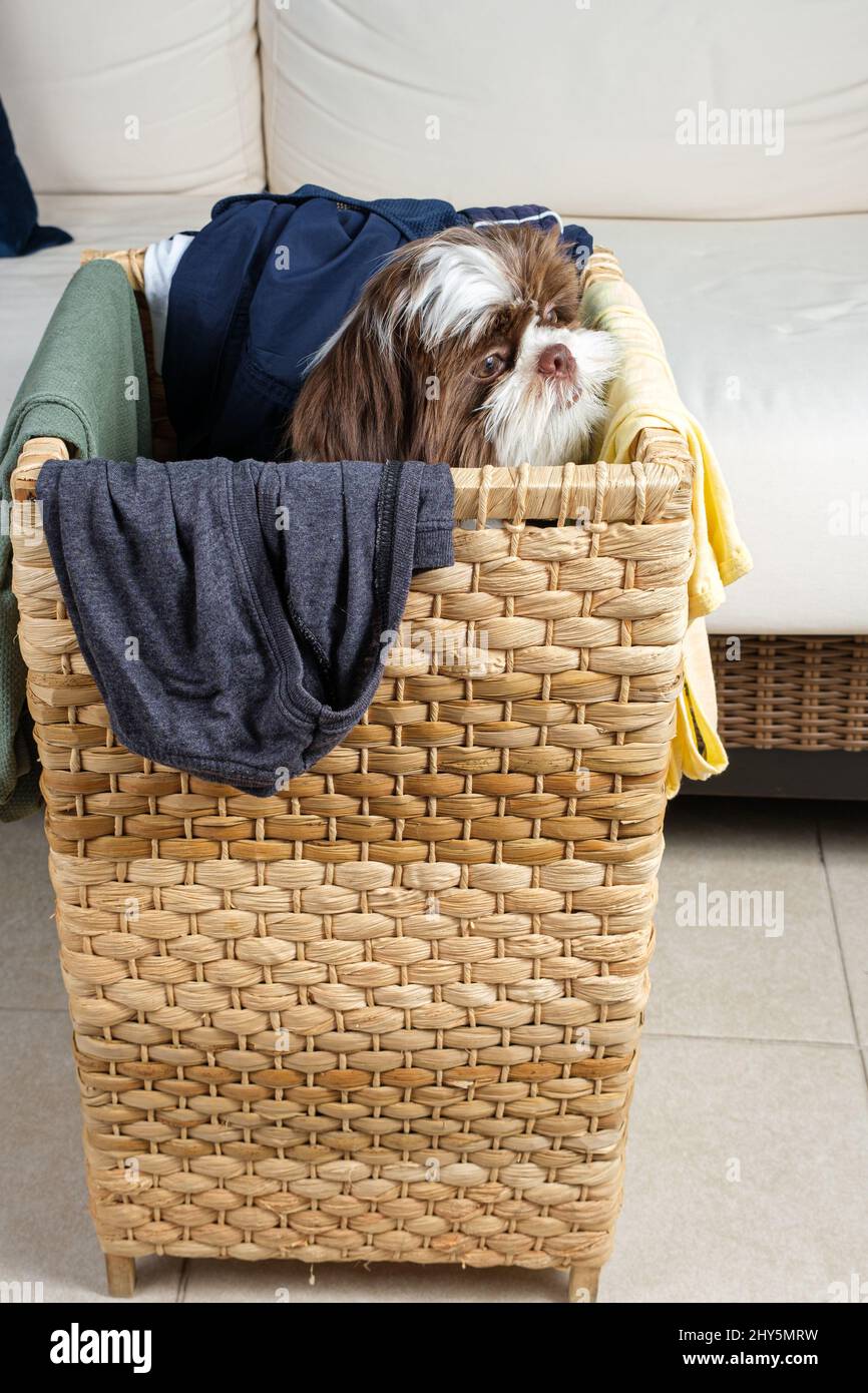 Reindeer Shih Tzu Quilted Laundry Basket NCU0HNH711