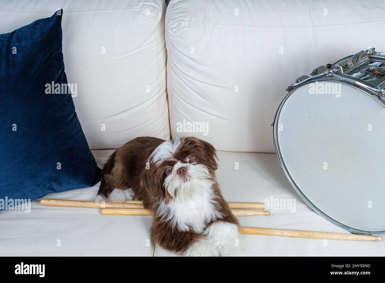 Shih tzu puppy on sofa lying on drumsticks and next to drum snare. Stock Photo