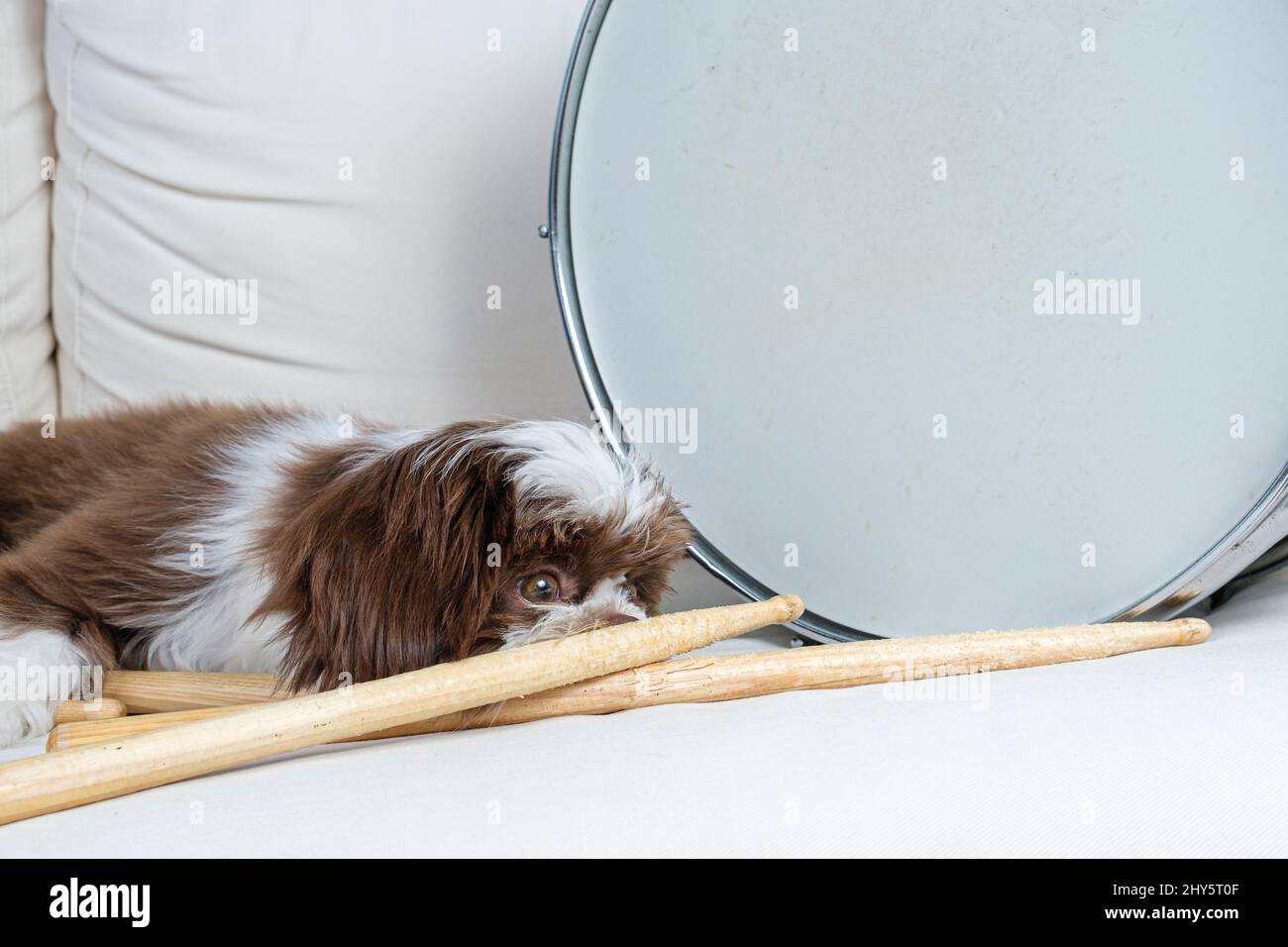 Closeup of shih tzu puppy lying down and watching drumsticks, next to drum snare. Stock Photo