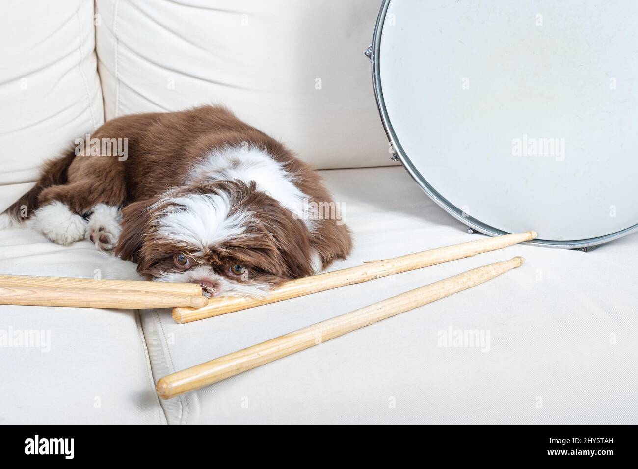 4 month old shih tzu puppy lying down and watching drumsticks, next to drum snare. Stock Photo