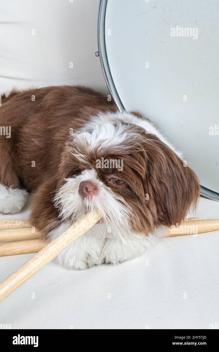 4 month old shih tzu puppy lying down and biting a drumstick, next to a drum snare  vertikal photo. Stock Photo