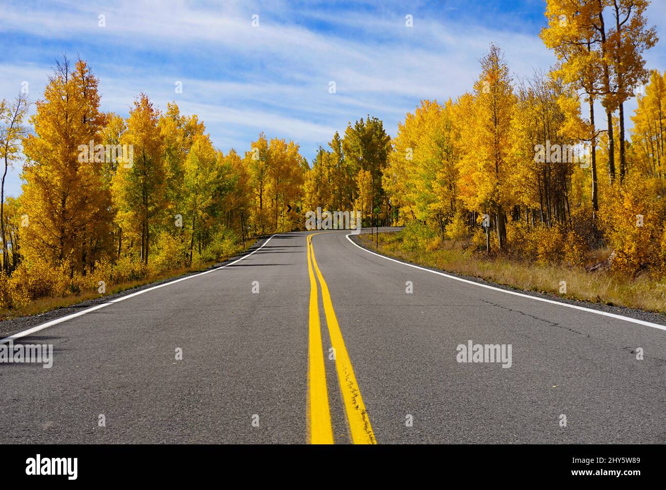 A two-lane paved road lined with trees displaying their fall foliage. Along Highway 149 in Colorado. Stock Photo