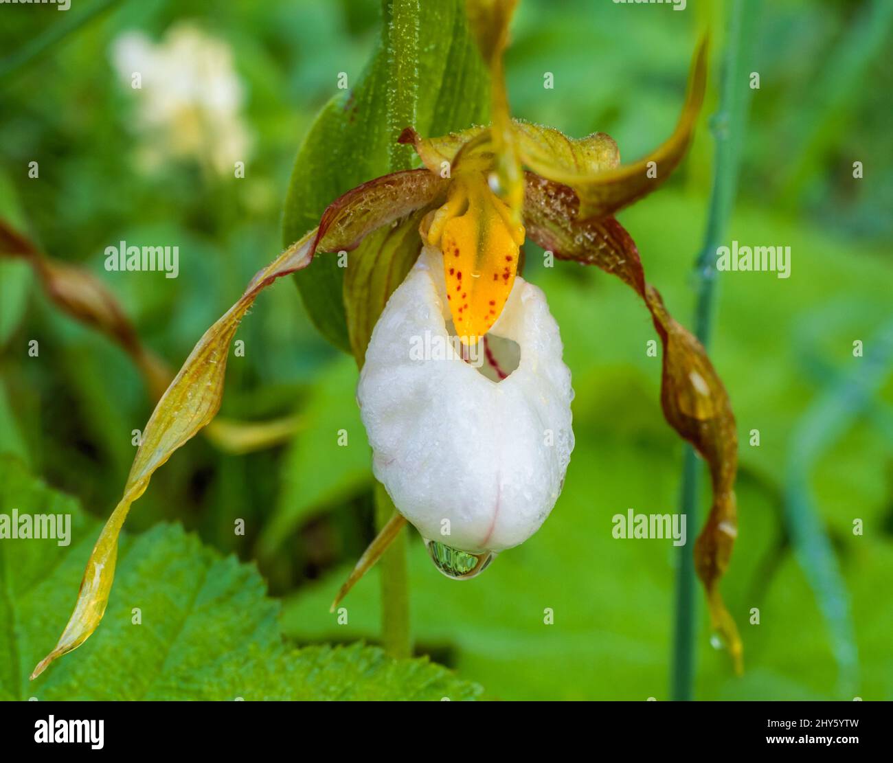 lady's slipper orchid in lewis and clark national forest near augusta, montana Stock Photo