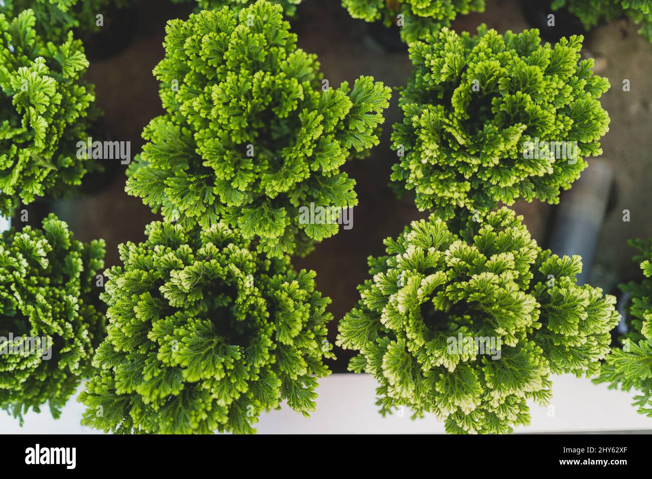 Top view of the tropical growing green selaginella plants in the flowerpots Stock Photo