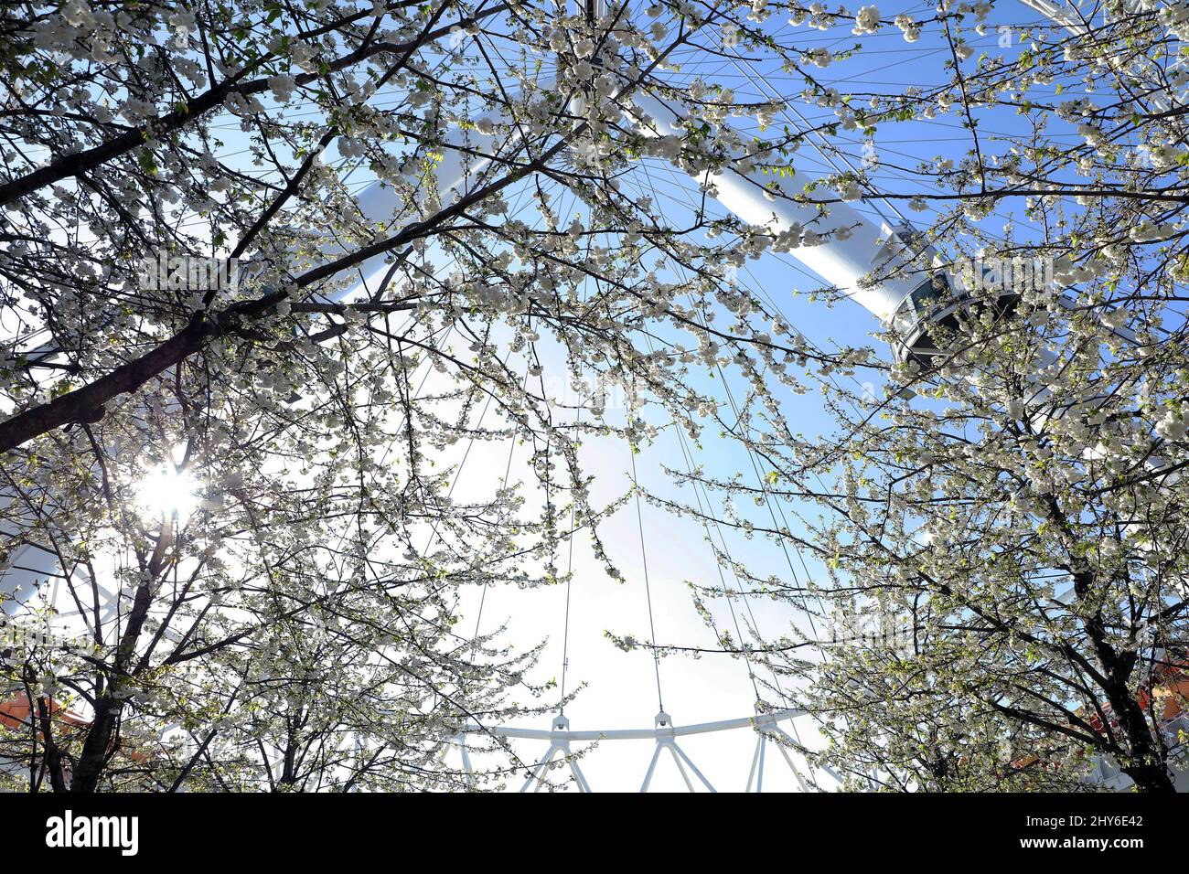 Cherry tree flowers seen in spring time in the UK. Stock Photo