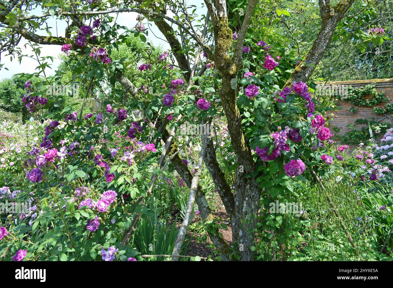 Centifolia Moss rose Rosa William Lobb seen growing up a low tree in
