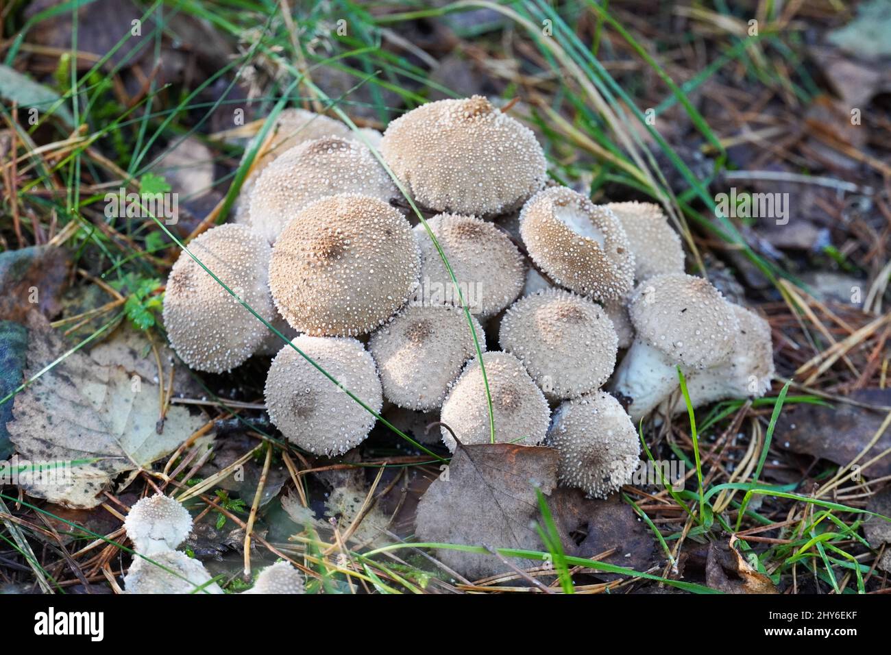 Closeup shot of a bunch of Bovista mushrooms Stock Photo