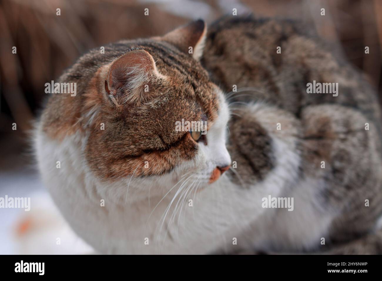 Closeup shot of a cat Stock Photo - Alamy