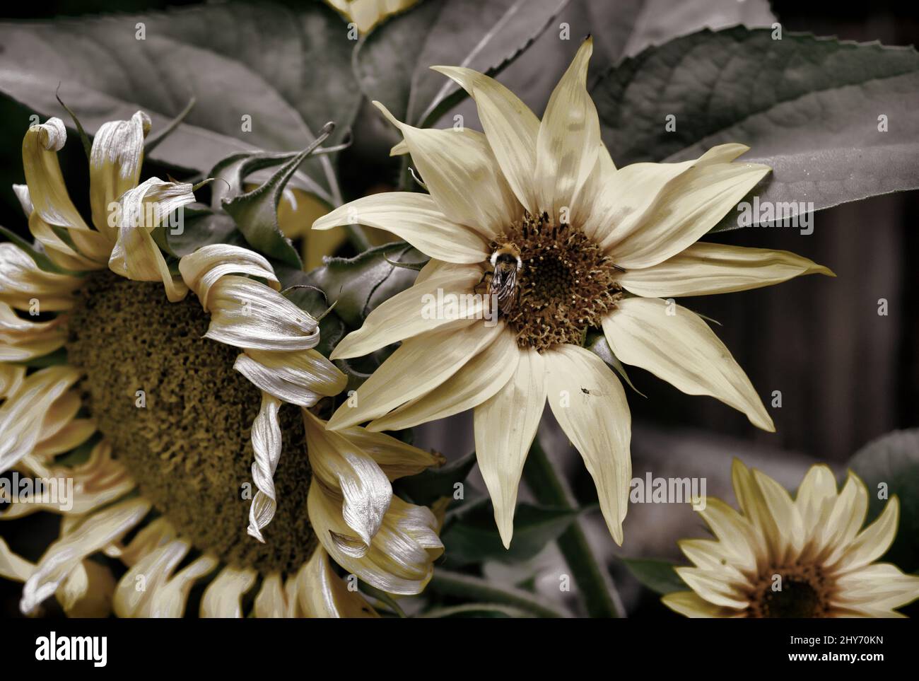 A grouping of sunflowers with a bumblebee on one of the flowers. Stock Photo