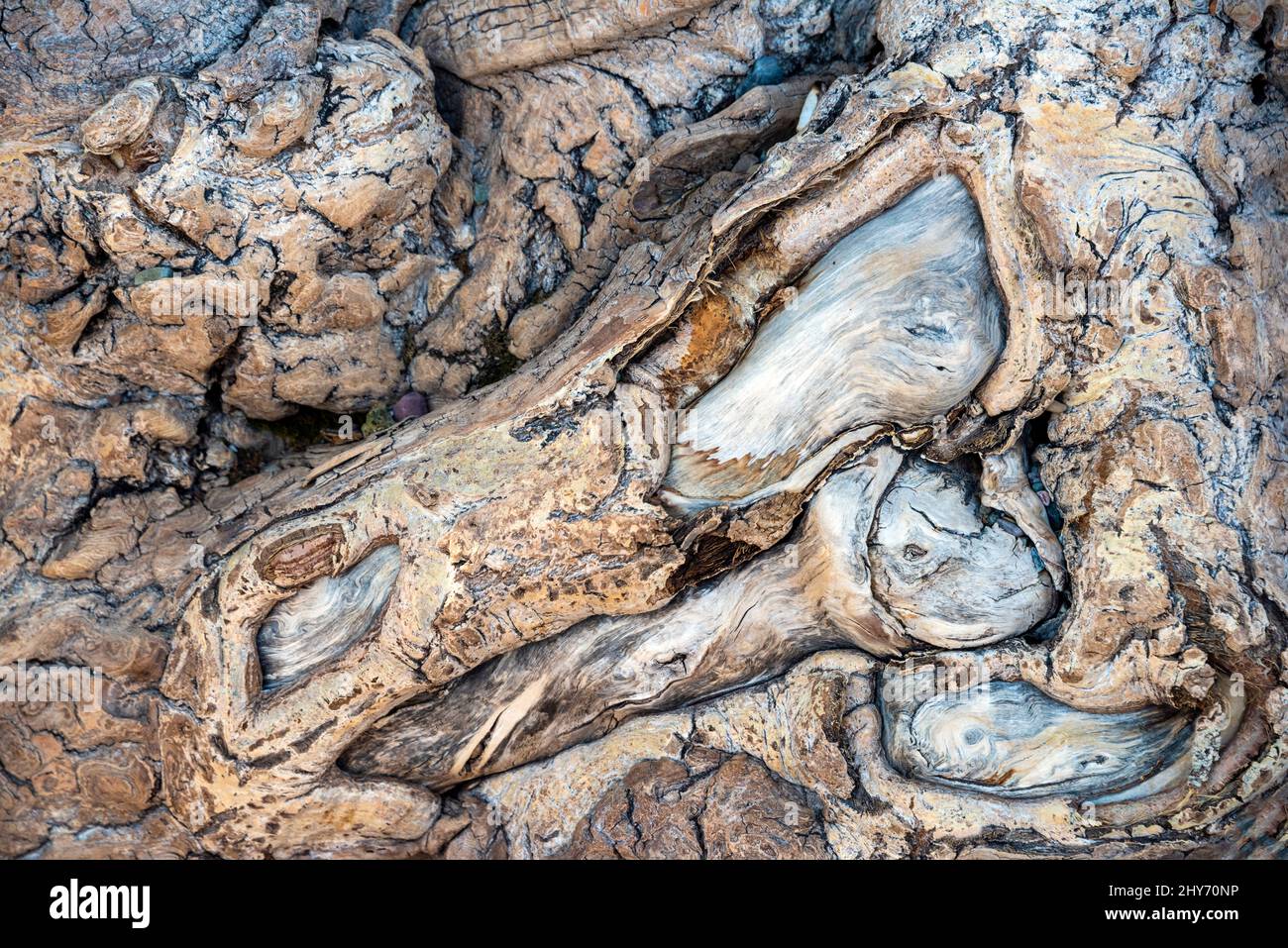 A close up of a colourful section of weathered driftwood in Waterton Lake National Park, Alberta, Canada. Stock Photo