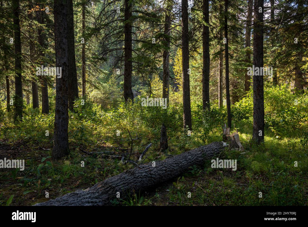 Evergreen tree forest with sunlight breaking through the trees in Alberta, Canada. Stock Photo
