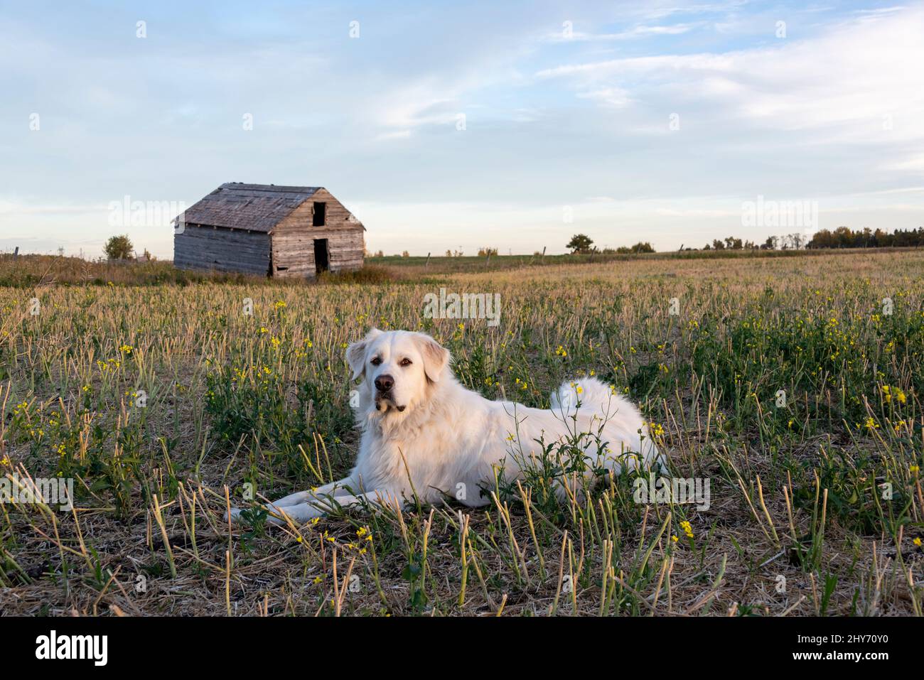 Male Great Pyrenees mountain dog resting in a field in front of an agricultural granary. Stock Photo
