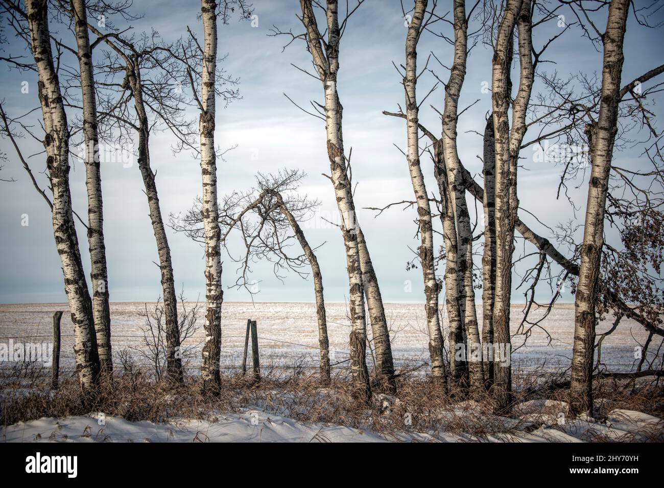 Bare poplar trees in winter along a rural fence line on a farm in Alberta, Canada. Stock Photo
