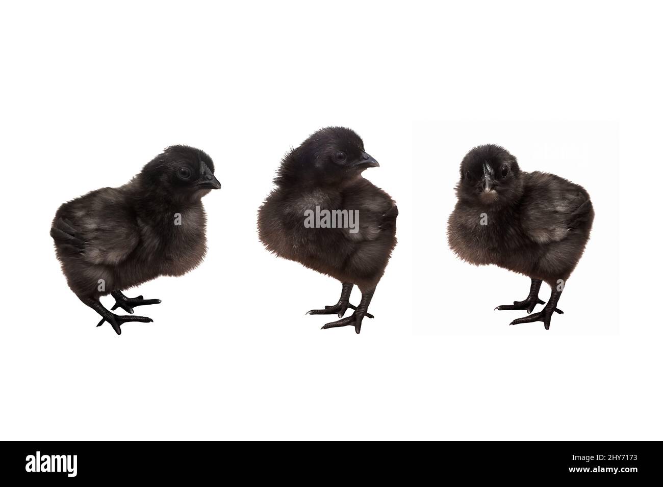Three black chicks posing in front of a white background Stock Photo