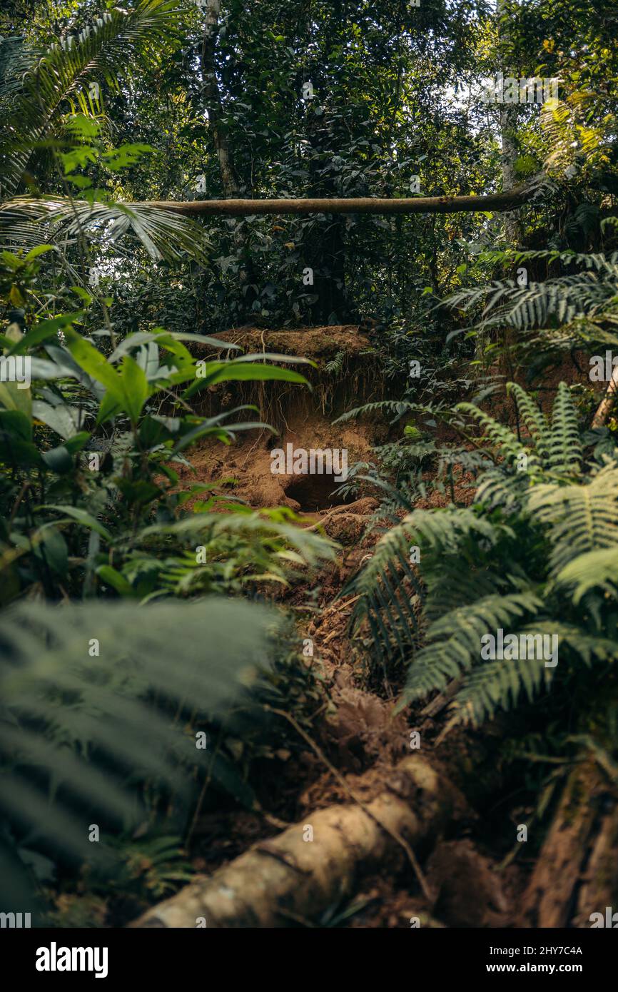 Vertical shot of some overturned logs in a tropical forest Stock Photo