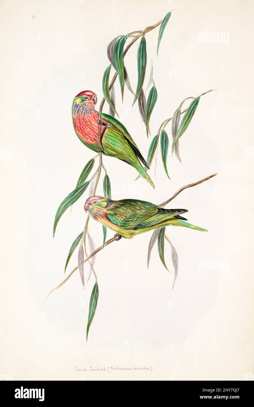 The varied lorikeet (Psitteuteles versicolor), is a species of parrot in the family Psittacidae that is endemic to the northern coastal regions of Australia. It is the only species in the genus Psitteuteles. Colour Illustration by Elizabeth Gould for the ornithology book by John Gould Stock Photo