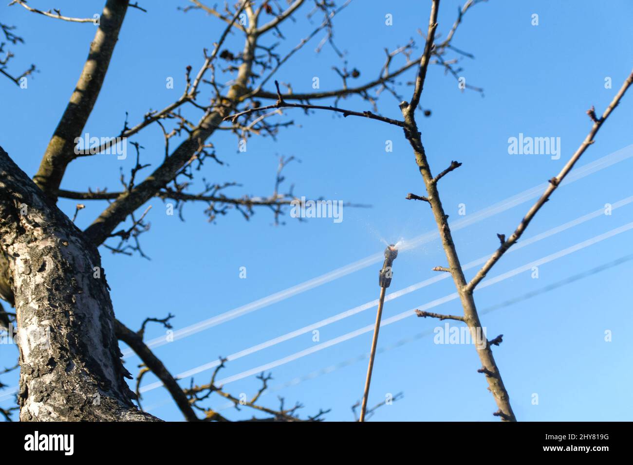 Spray pesticides, pesticide on fruit orchard. Defocus spraying tree
