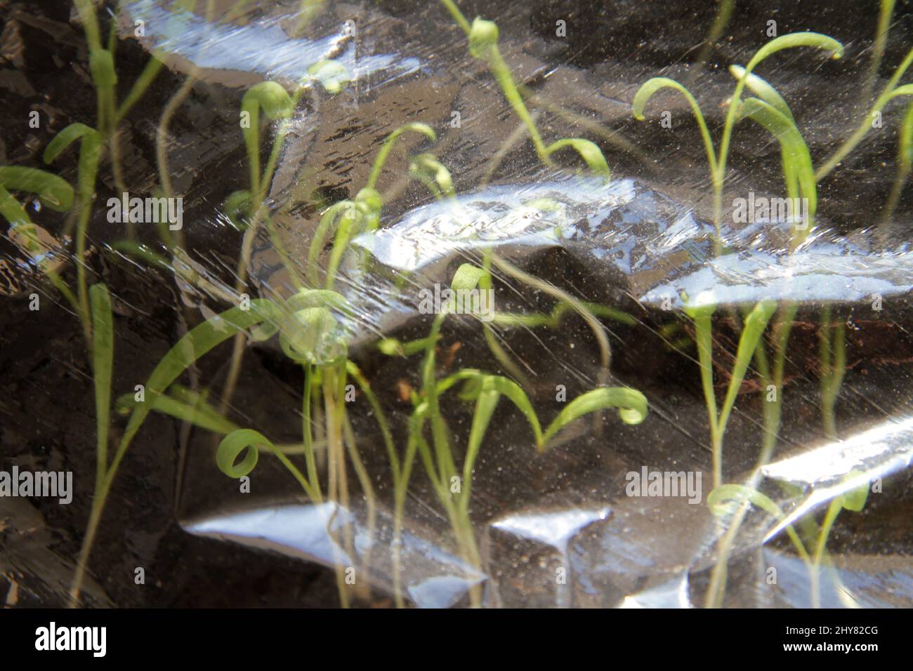 Seedlings under a transparent film. Germinated seeds in a greenhouse