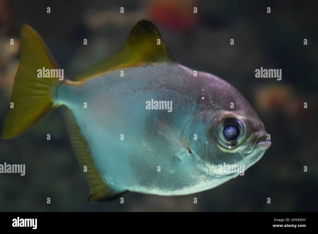 Close-up shot of Monodactylidae fish swimming in a crystal clear water on a blurred background Stock Photo