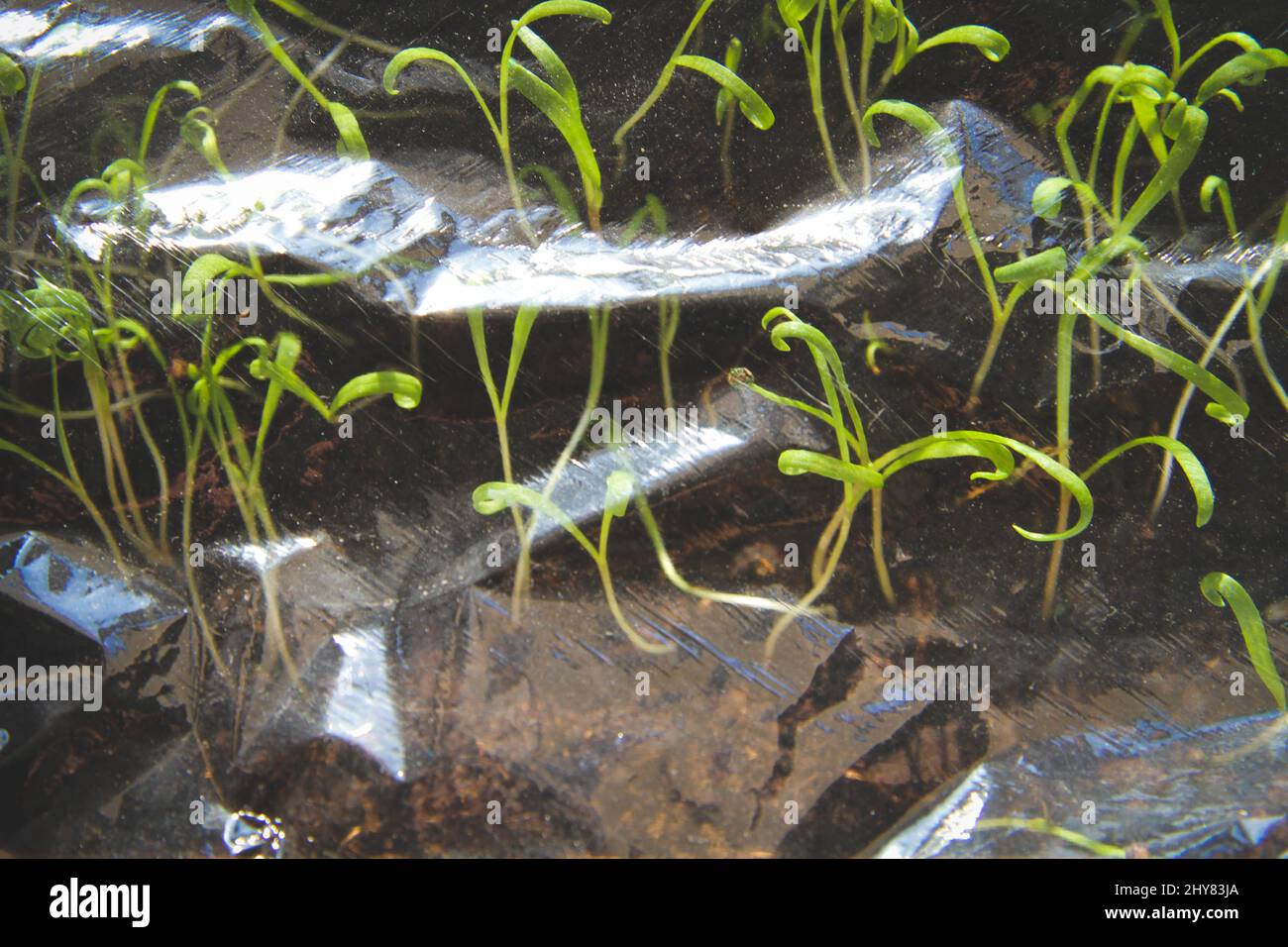 Seedlings under a transparent film. Germinated seeds in a greenhouse