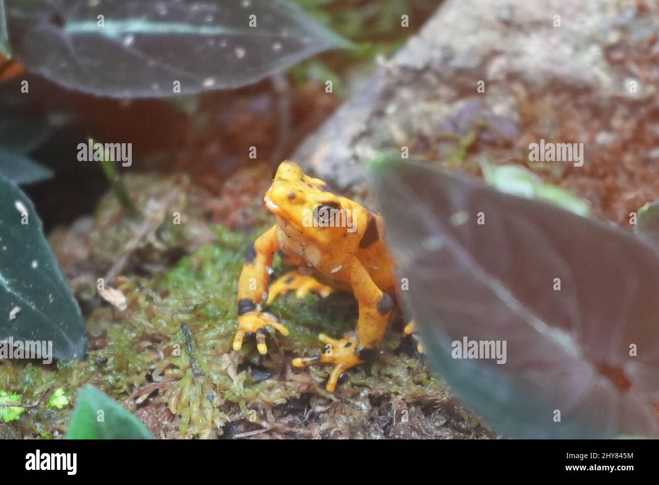Shallow focus shot of a panamanian golden frog sitting on the ground of the forest in bright light Stock Photo