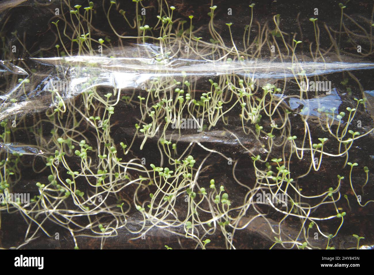 Seedlings under a transparent film. Germinated seeds in a greenhouse