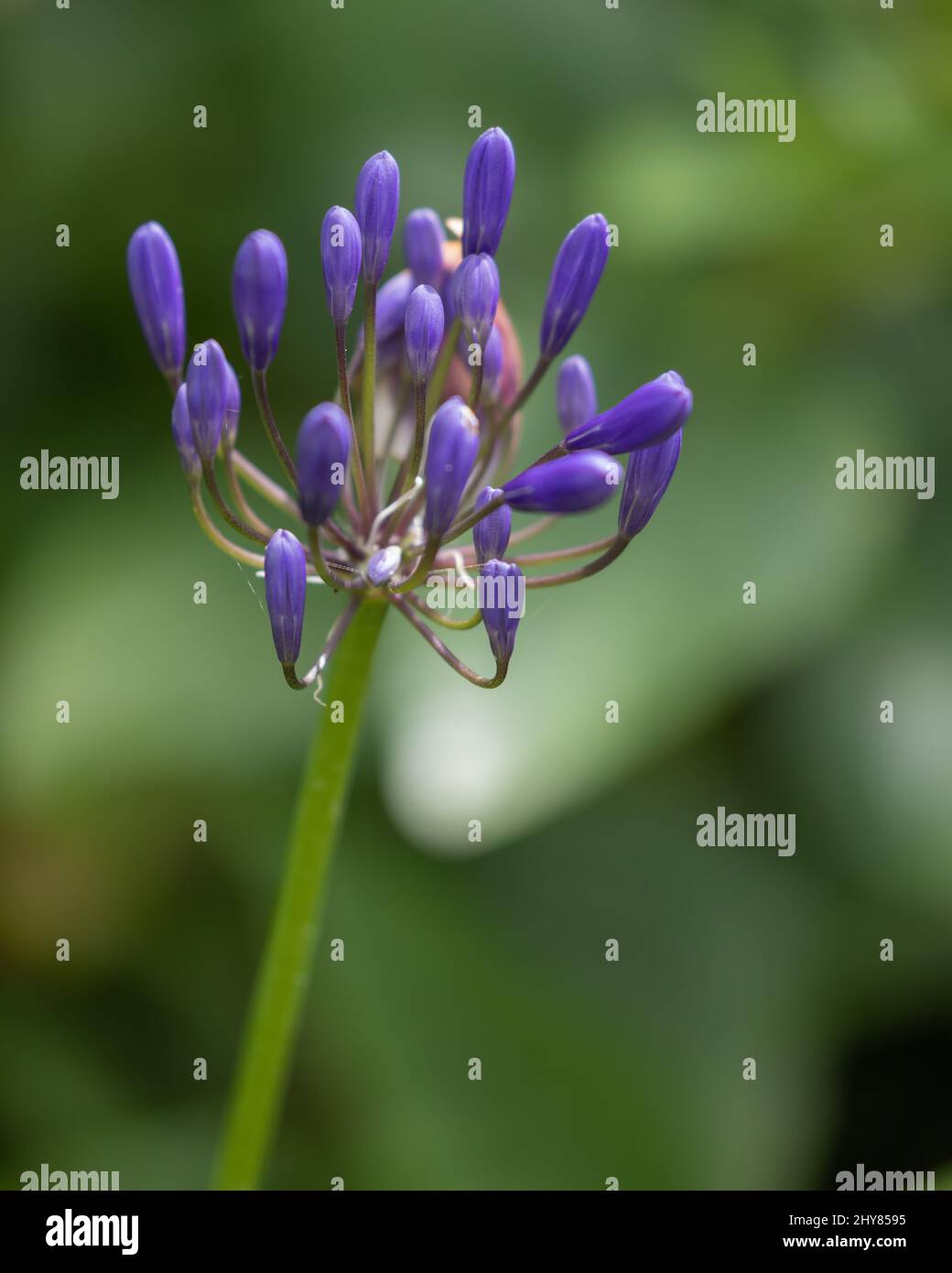 Vertical shot of a agapanthus growing in the garden. Stock Photo