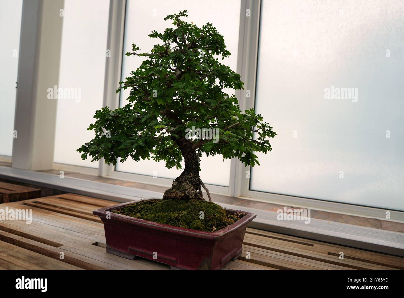 Bonsai tree growing in a marble pot on a wooden table by the window in bright light Stock Photo