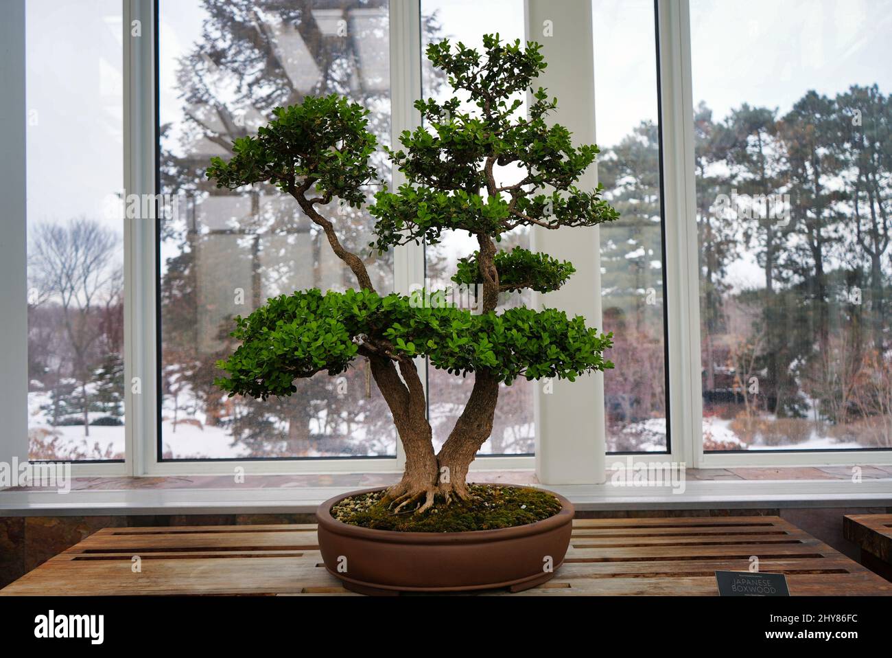Bonsai tree growing in a dark marble pot on a wooden table by the window in bright light Stock Photo