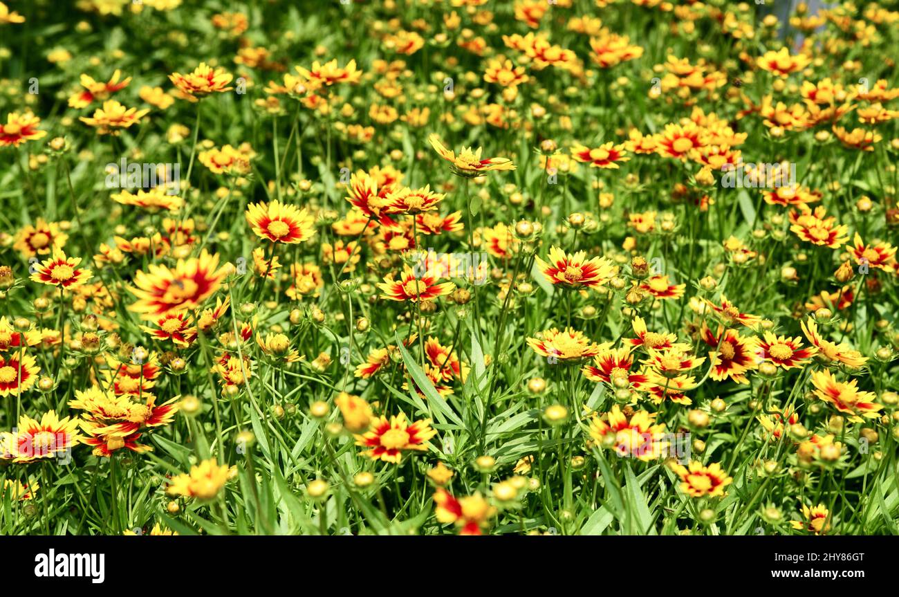 Field of Coreopsis flowers growing in the garden Stock Photo Alamy