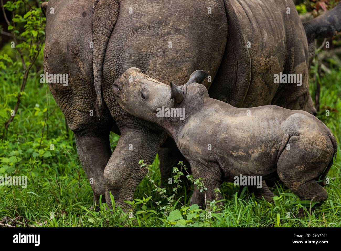 Calf rhinoceros smelling his mother's tail Stock Photo - Alamy