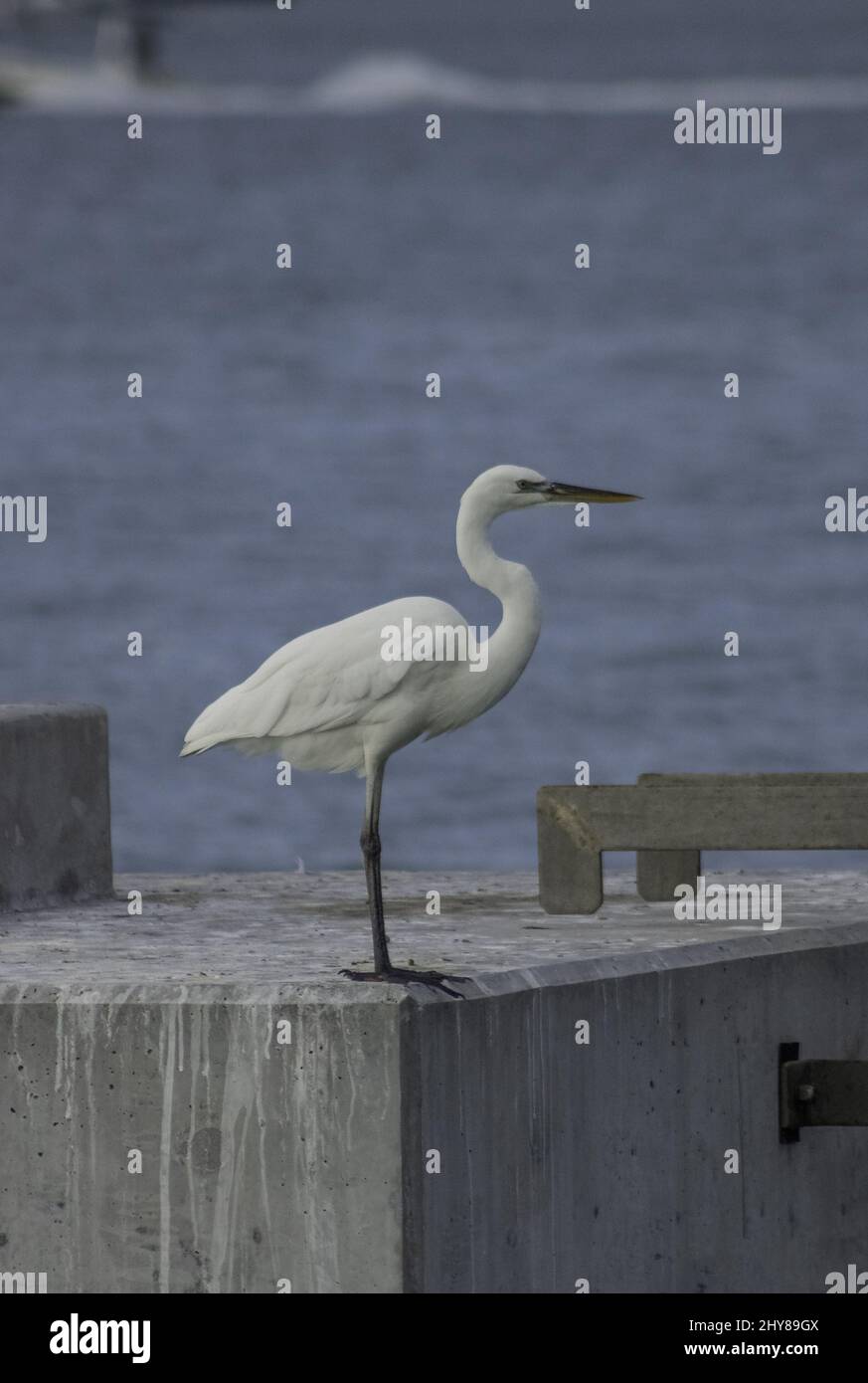 Vertical shot of a heron standing on a concrete surface Stock Photo Alamy