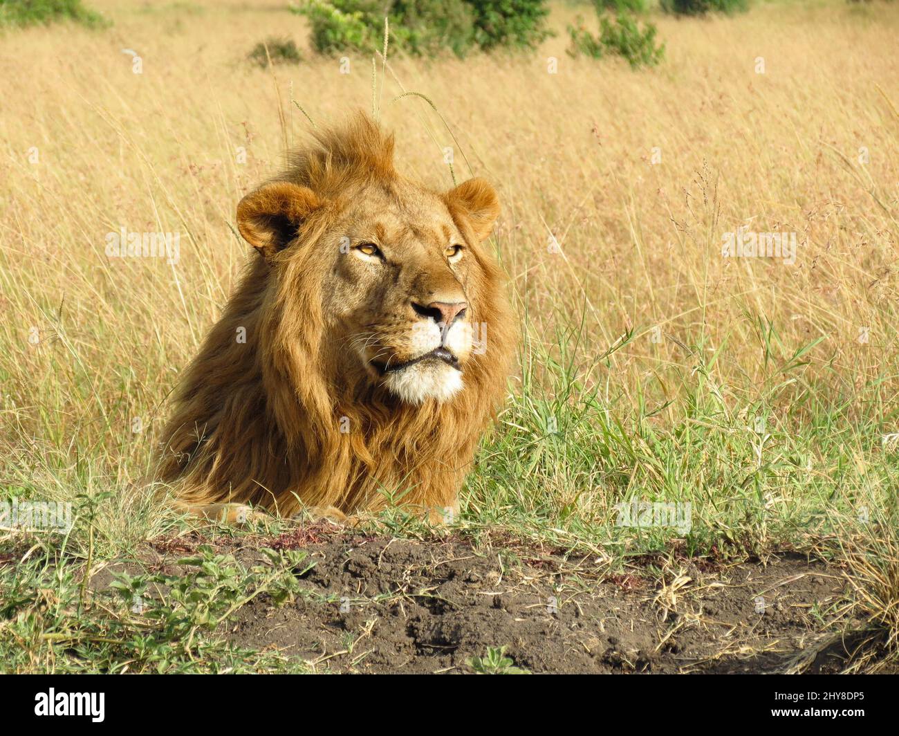 Male lion sitting in sun hi-res stock photography and images - Alamy