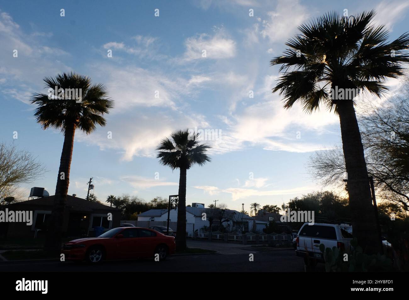 Palm. trees in Phoenix, AZ 2022 Stock Photo Alamy