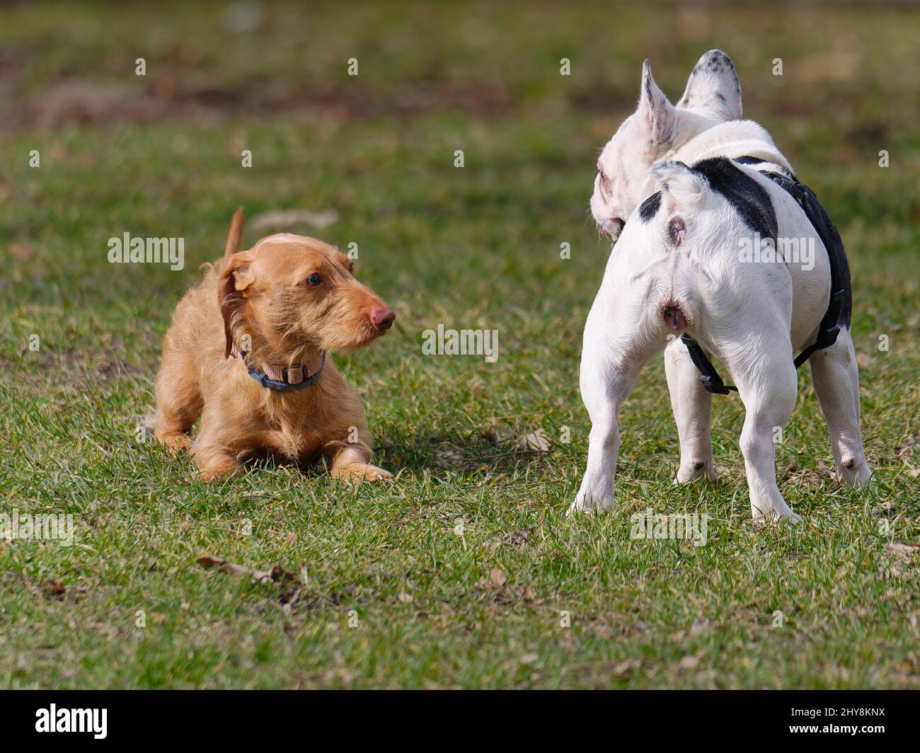 Hungarian Wirehaired Vizsla and French Bulldog staring at each other