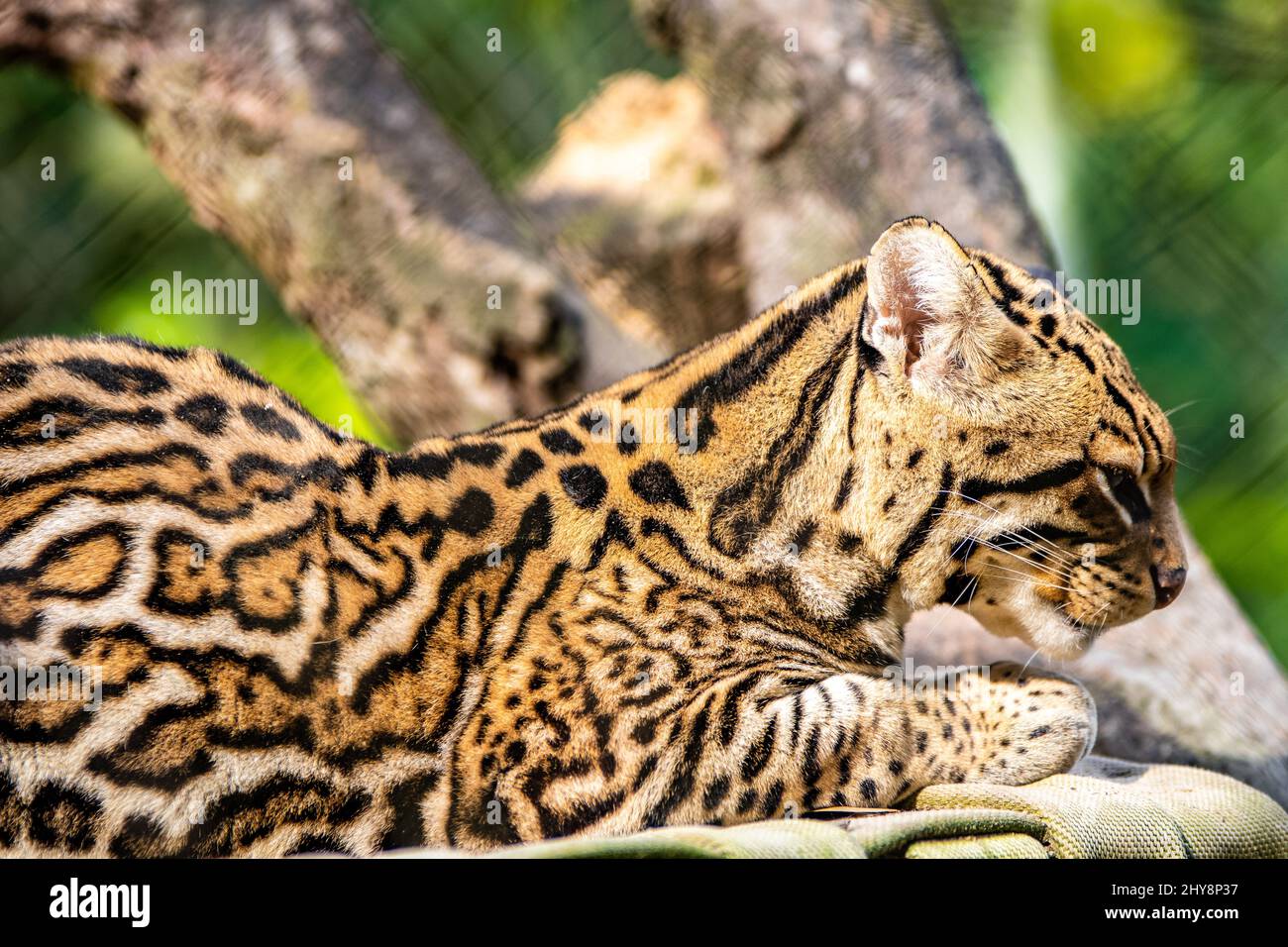View of a beautiful Ocelot at the Sapucaia Zoo Stock Photo
