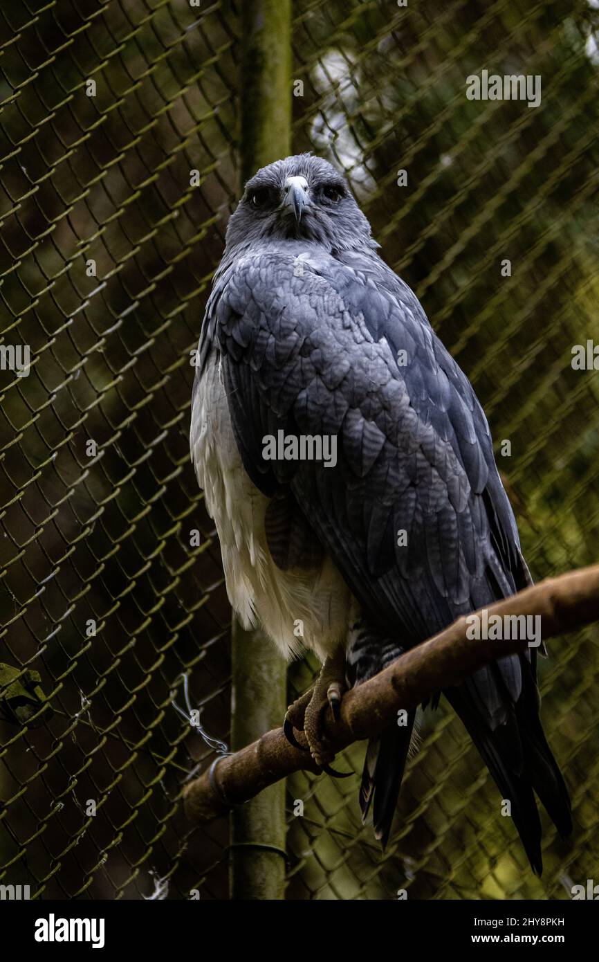 Closeup of a beautiful hawk at the Sapucaia Zoo Stock Photo