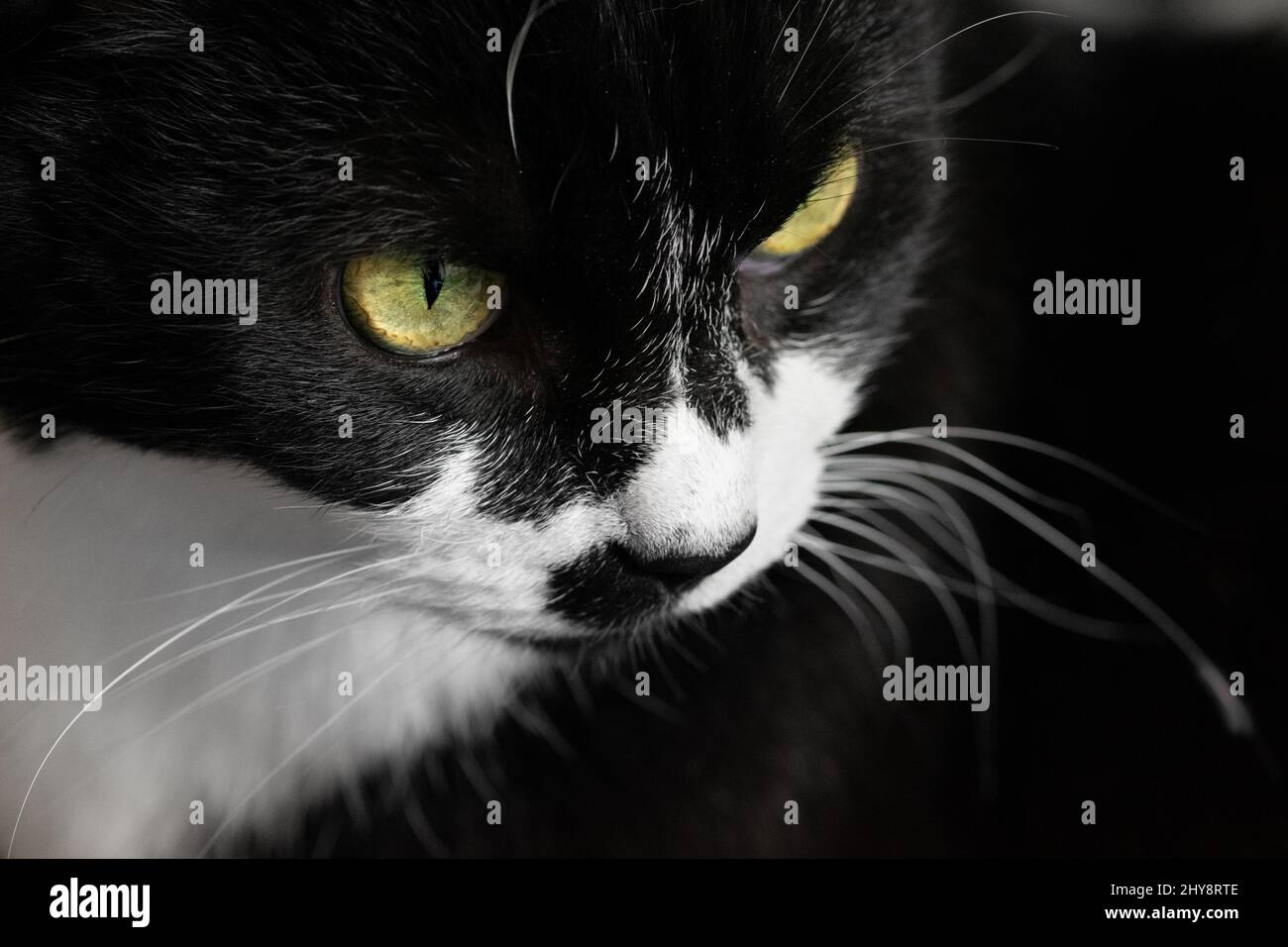 Closeup of a black and white bicolor cat Stock Photo Alamy