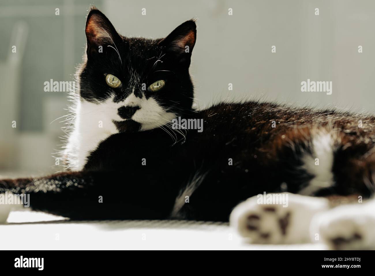 Closeup of a black and white bicolor cat Stock Photo - Alamy