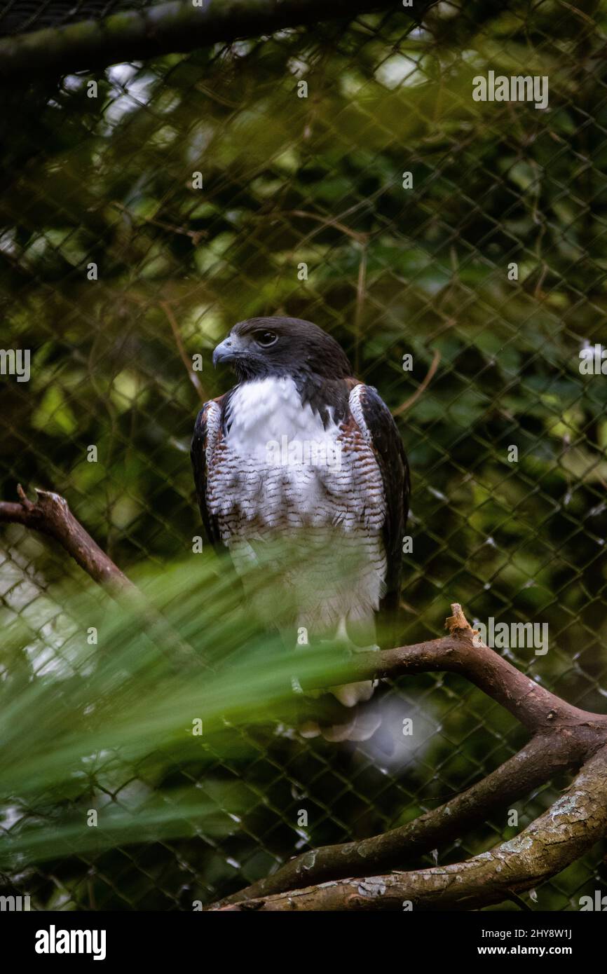 Closeup of a beautiful hawk at the Sapucaia Zoo Stock Photo