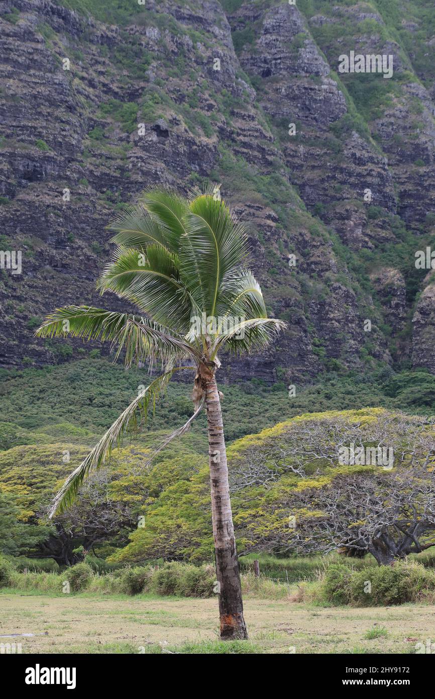 Jurassic park area on Oahu Stock Photo Alamy