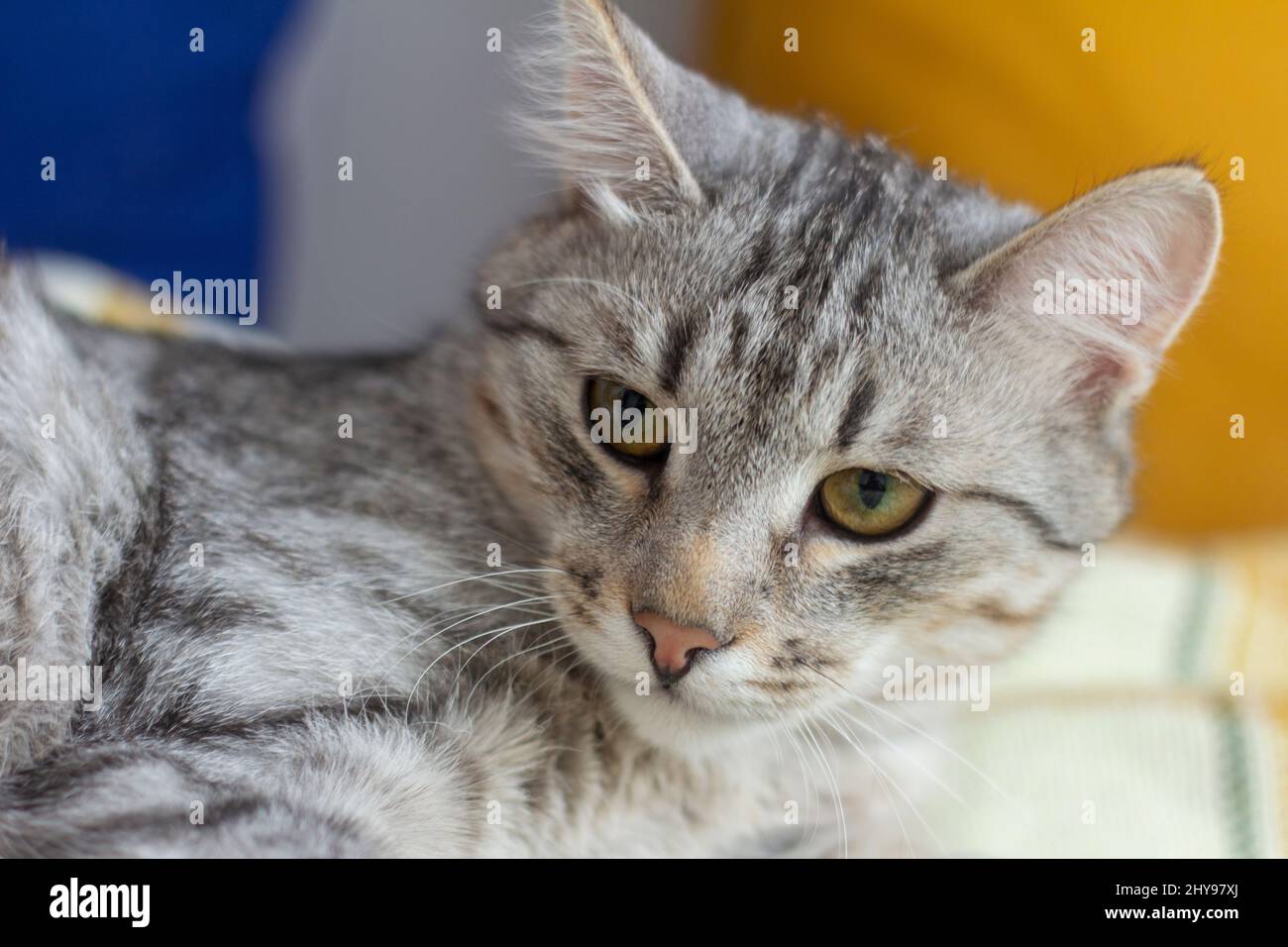 A smooth-haired gray cat is lying on the sofa Stock Photo