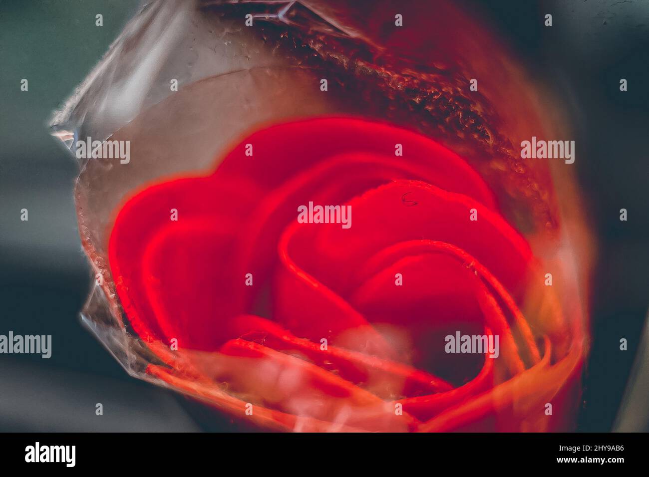 Closeup of a red rose on a blurred background Stock Photo - Alamy