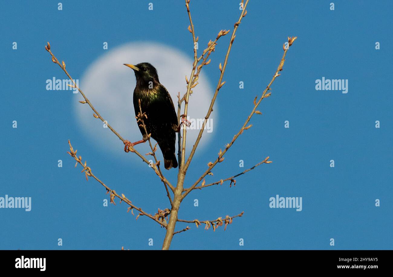 Cary, North Carolina, USA. 14th Mar, 2022. A starling in front of a Waxing Gibbous moon in Cary, NC. Beautiful but destructive to native wildlife, starlings push out native cavity nesters like bluebirds, owls, and woodpeckers, their waste can spread invasive seeds and transmit disease. (Credit Image: © Bob Karp/ZUMA Press Wire) Stock Photo