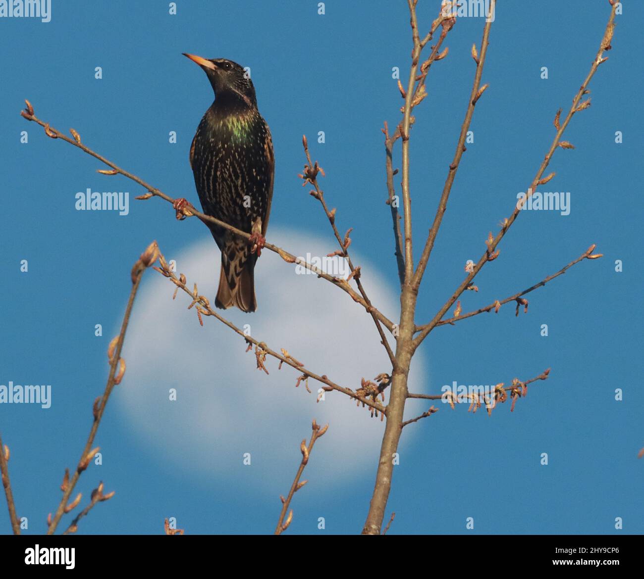 Cary, North Carolina, USA. 14th Mar, 2022. A starling in front of a Waxing Gibbous moon in Cary, NC. Beautiful but destructive to native wildlife, starlings push out native cavity nesters like bluebirds, owls, and woodpeckers, their waste can spread invasive seeds and transmit disease. (Credit Image: © Bob Karp/ZUMA Press Wire) Stock Photo