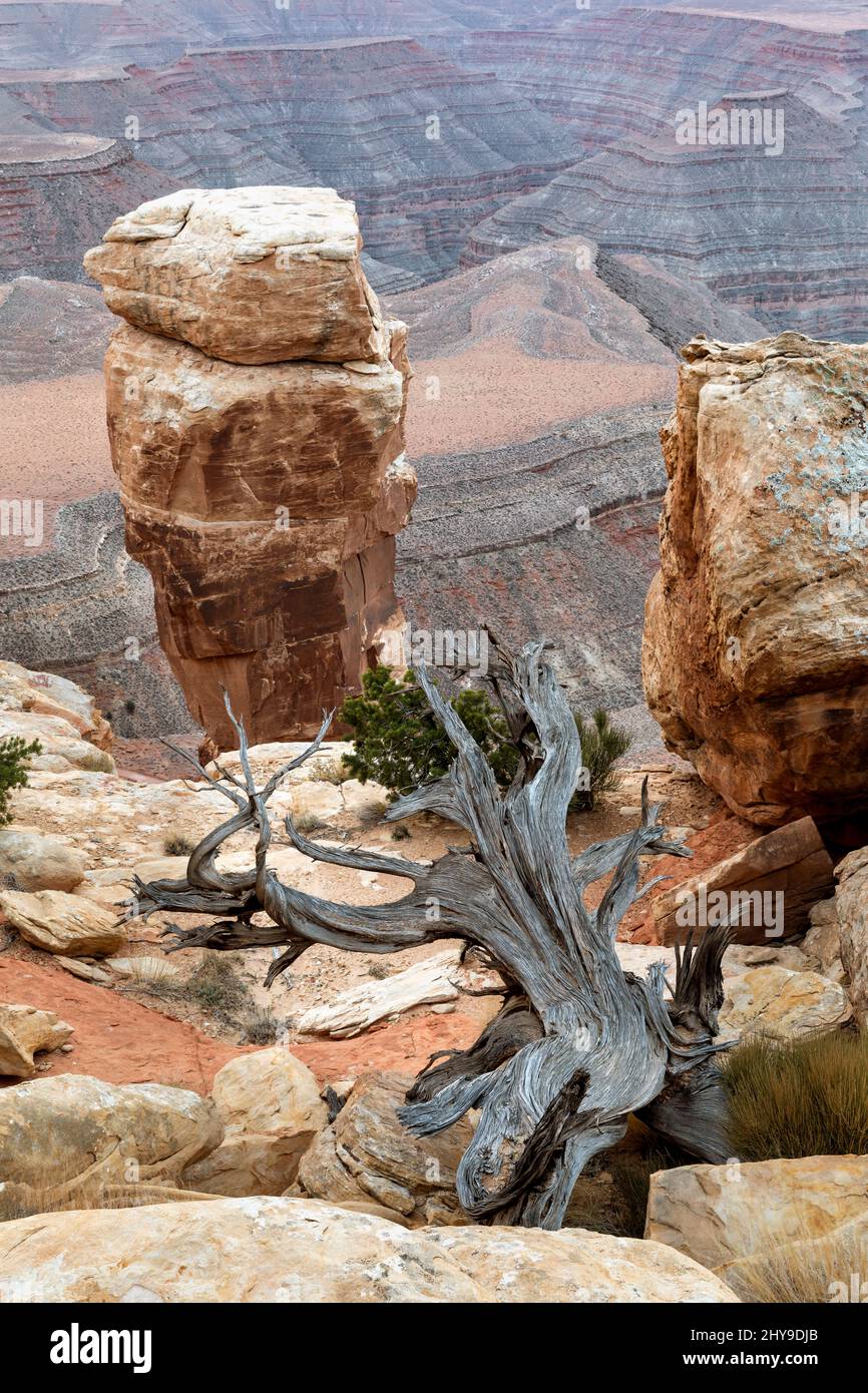 UT00886-00.....UTAH - Twisted tree and rock piller at Muley Point in the Glen Canyon National Recreation Area. Stock Photo